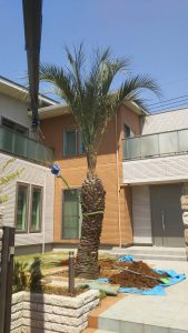 楽園気分を味わえるヤシ 椰子 の木を個人宅へ植栽 徳寿園 埼玉県川口市