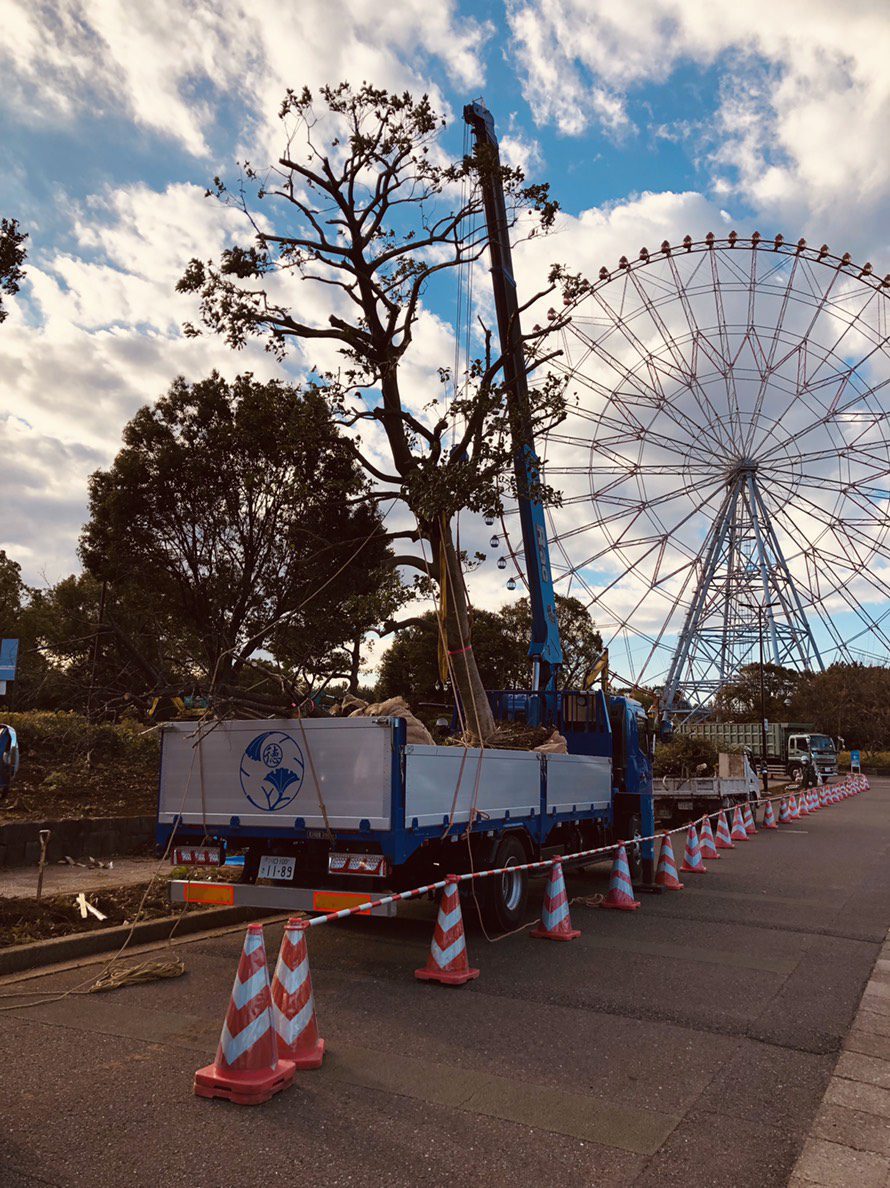 葛西臨海公園から舎人公園へ桜や松林の移植工事 徳寿園 埼玉県川口市