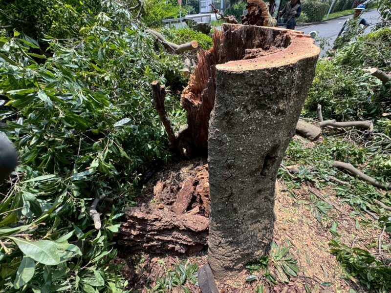 現場の戦慄:外見は「緑」、中身は「空洞」の恐怖