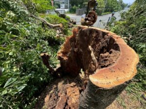 【施工事例】江東区のオフィス街に潜む罠!見た目は元気な「ヤマモモ」が実は空洞?倒木の危険を防ぐ緊急伐採